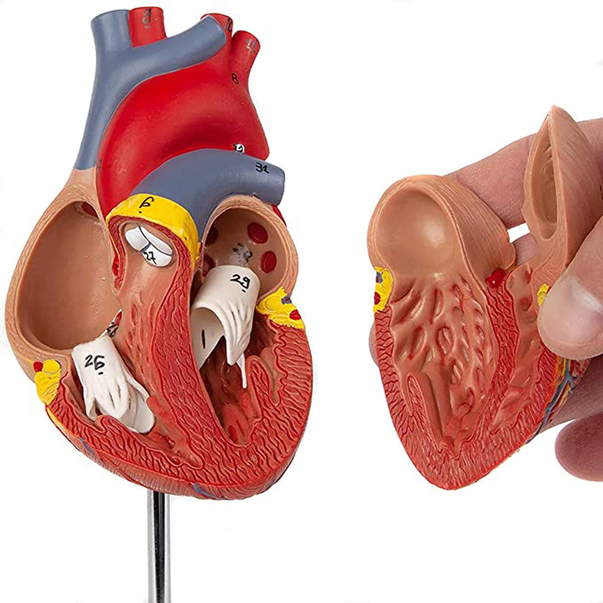 Buy LG&S Human Heart Model, LifeSize Heart Anatomical Model with