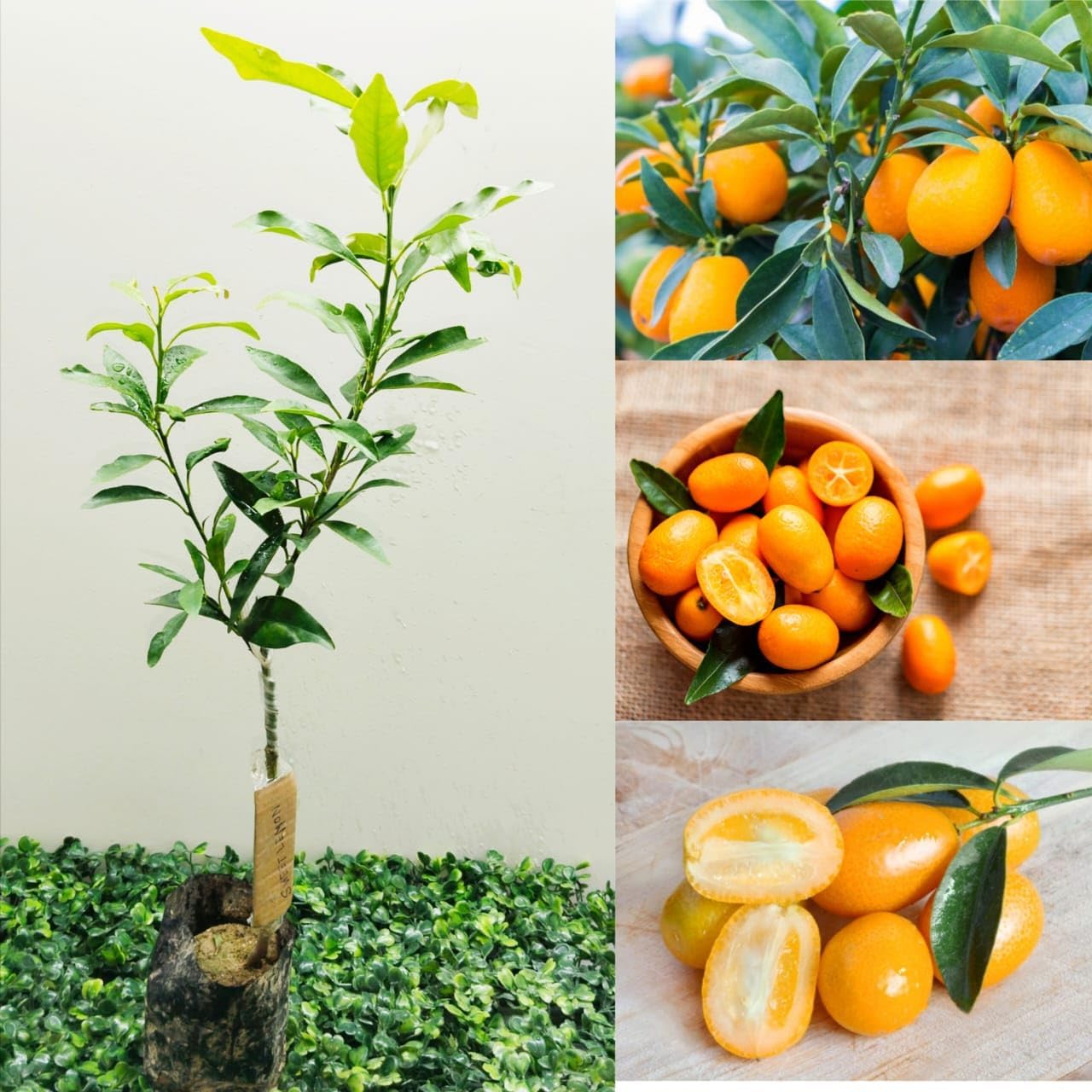 Cloud Farm Original Special Sweet Lemon Plant GRAFTED