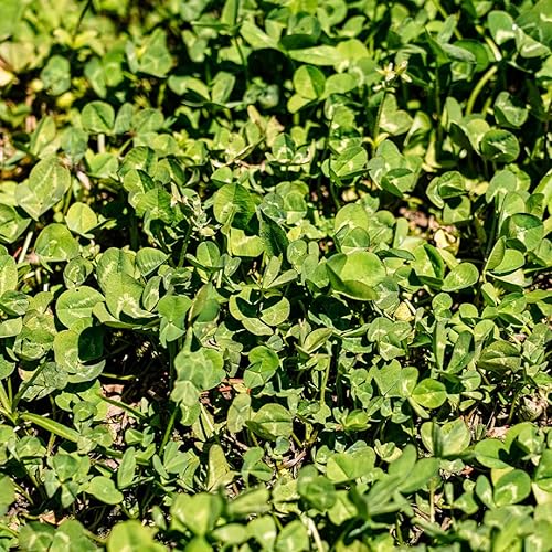 Miniatura 5 de Odoco - Semillas de trébol premium, 4 libras, semillas de trébol carmesí, semillas de trébol blanco, semillas de parcela de alimentos para ciervos,