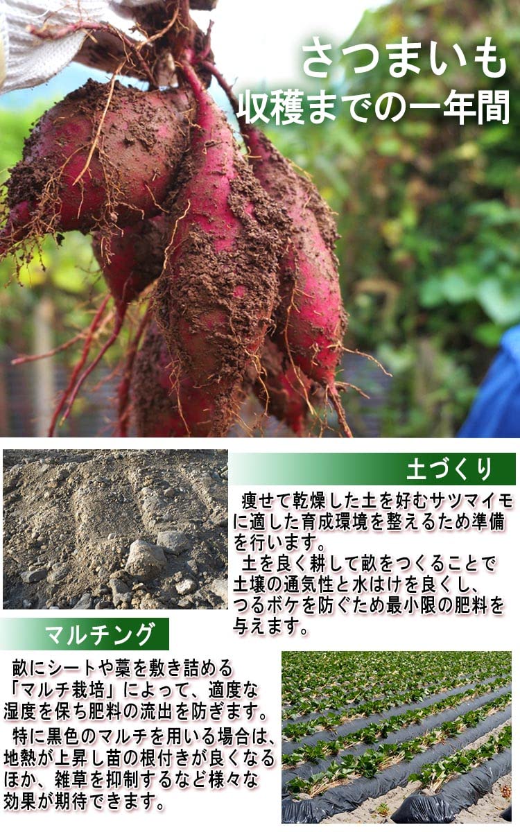 Amazon.co.jp: 紅はるか 10kg 特大さつまいも 物価高応援 【産地証明