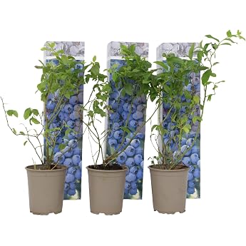 Plant in a Box - Vaccinium corymbosum 'Sunshine Blue' - Set of 3 - Blueberry - Hardy Plants - Pot 9 cm - Height 25-40 cm