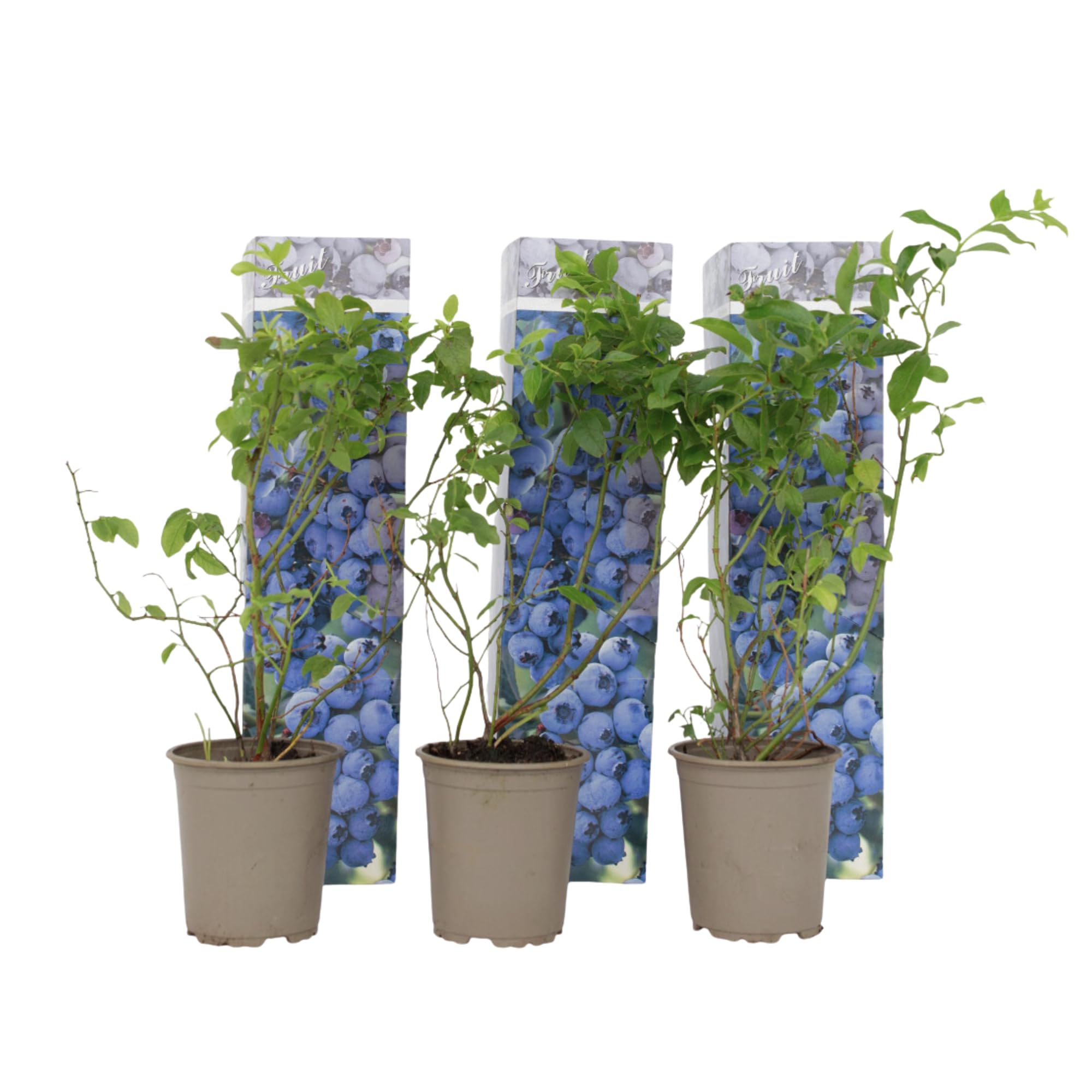 Plant in a Box - Mirtillo - Set di 3 - Resistente Vaccinium corymbosum - Vaso 9cm - Altezza 25-40cm