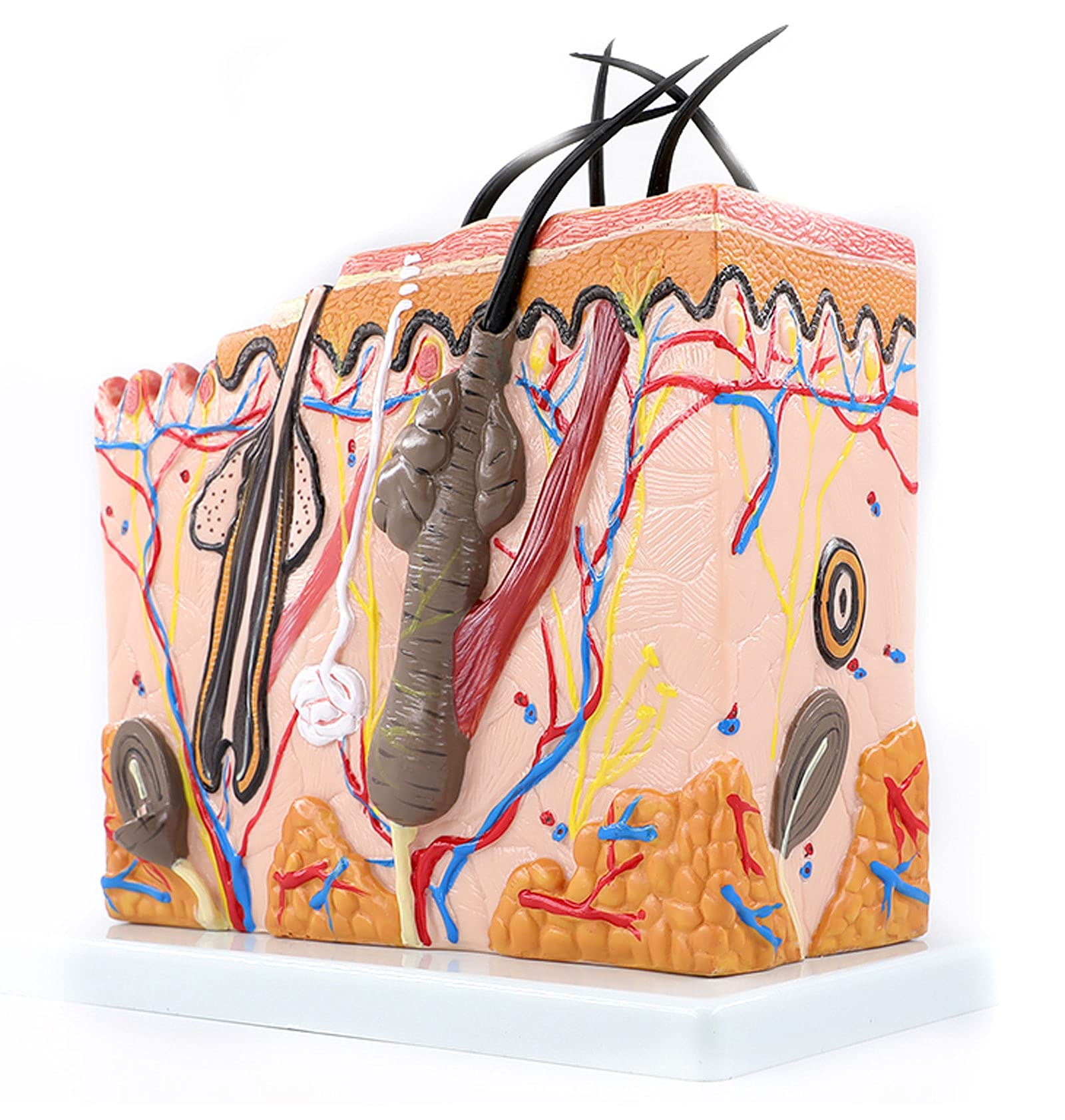 Evotech Scientific Skin Anatomical Model, 35X Enlarged Skin Layer Structure Anatomy Model With Hair - View #9