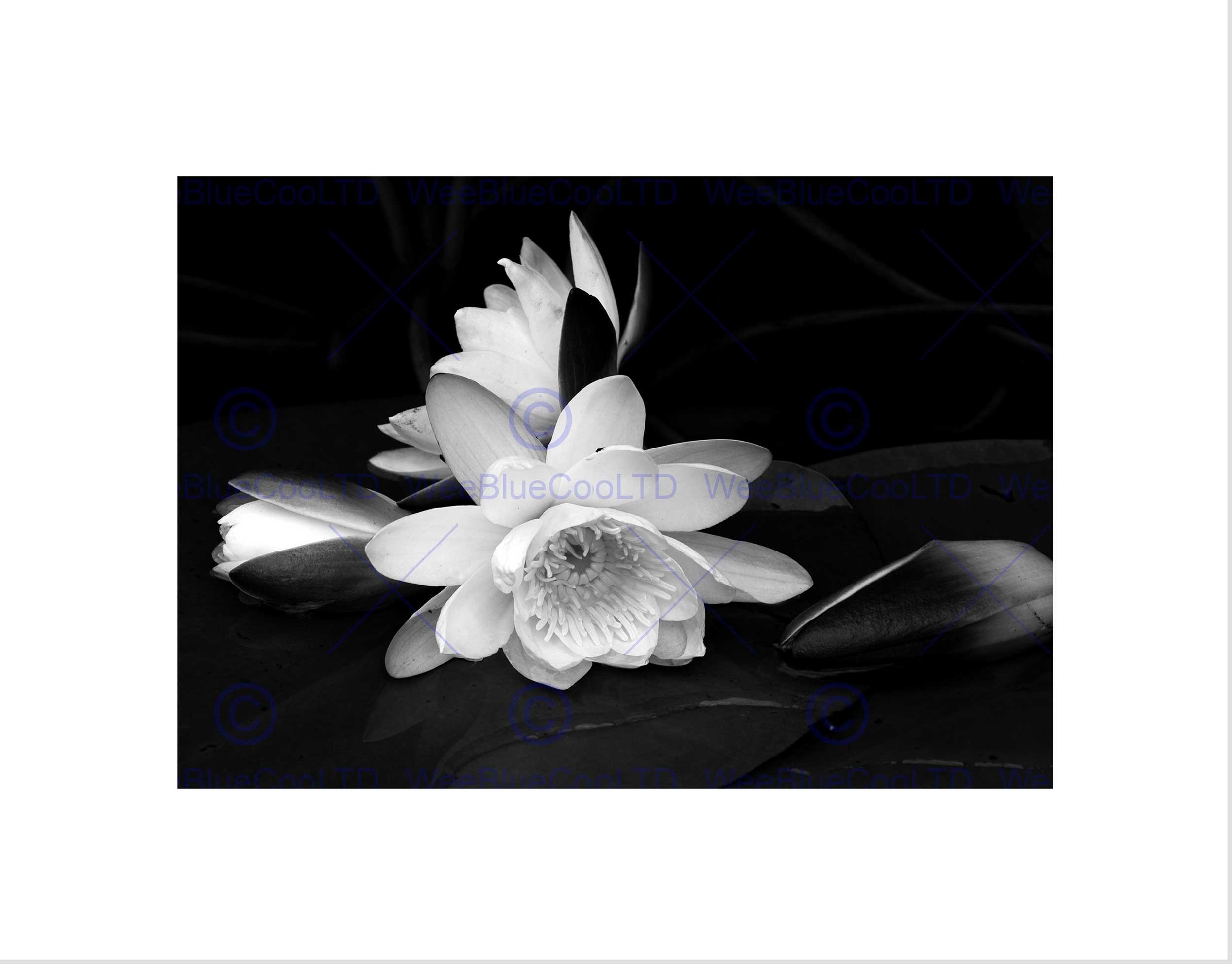 Wee Blue Coo White Flower Bloom Black Background Picture Wall Art Print