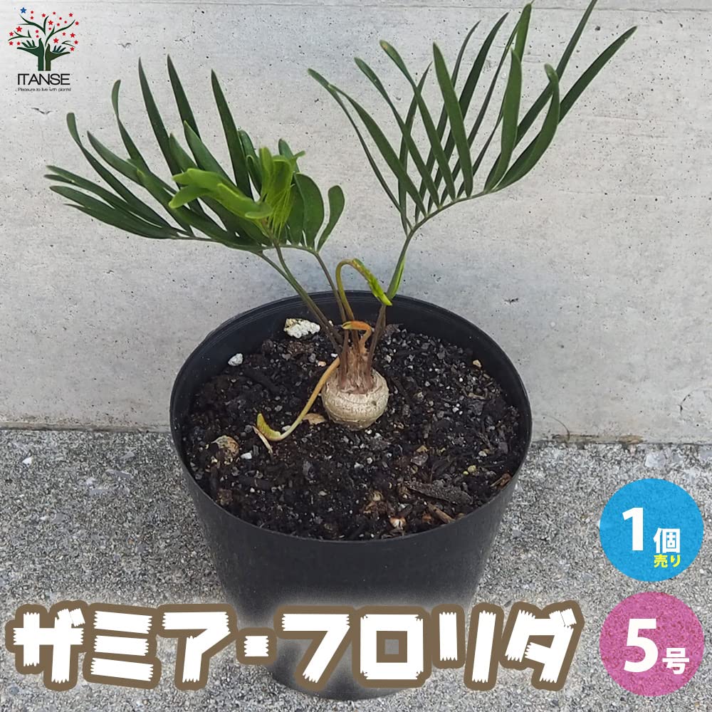Amazon｜ザミア・フロリダ(フロリダーナ) 5号鉢【品種で選べる観葉植物