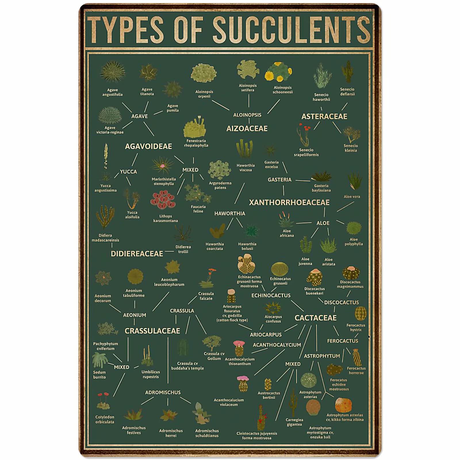 peiyeety Succulent Knowledge Metal Sign Types Of Succulents Posters Wall Decor Garden Decor Home Decor Vintage Printing Plaque es 8"x12"