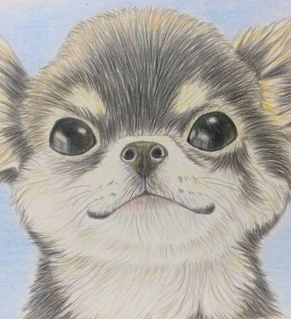 Amazon.co.jp: 犬 チワワ 色鉛筆画 原画 : 文房具・オフィス用品
