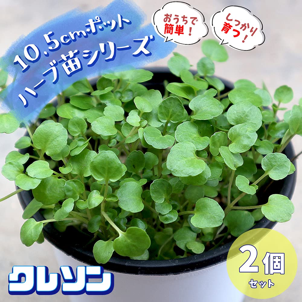 Amazon.co.jp: ITANSE ハーブ苗 クレソン 2個セット【おうちで