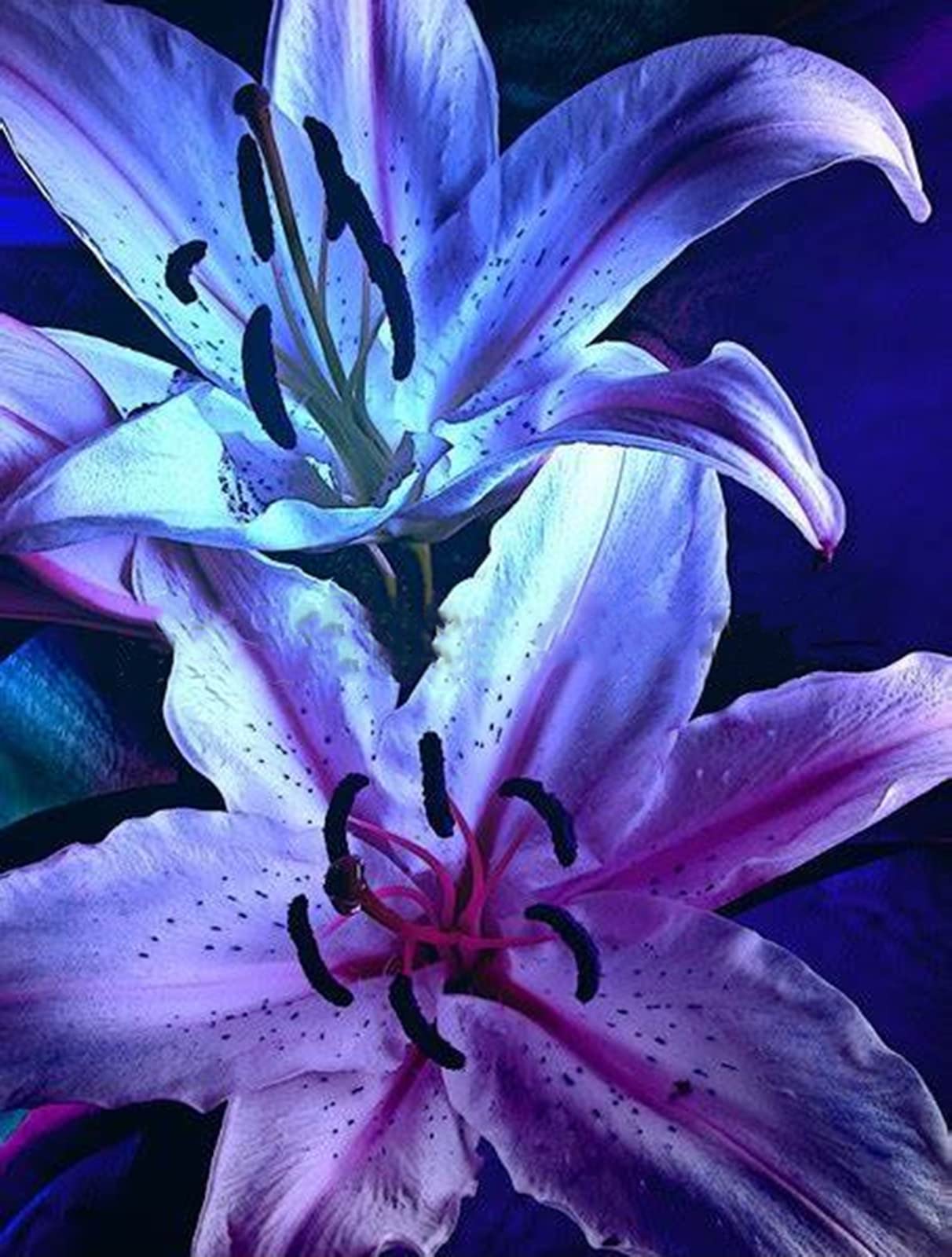 Lilium Rhizome, Überraschend wachsend, MehrjäHrig Blühend Lilien, Gefüllte Blüten, Winterhart Lilium, Beste Sorte, 10zwiebeln-F