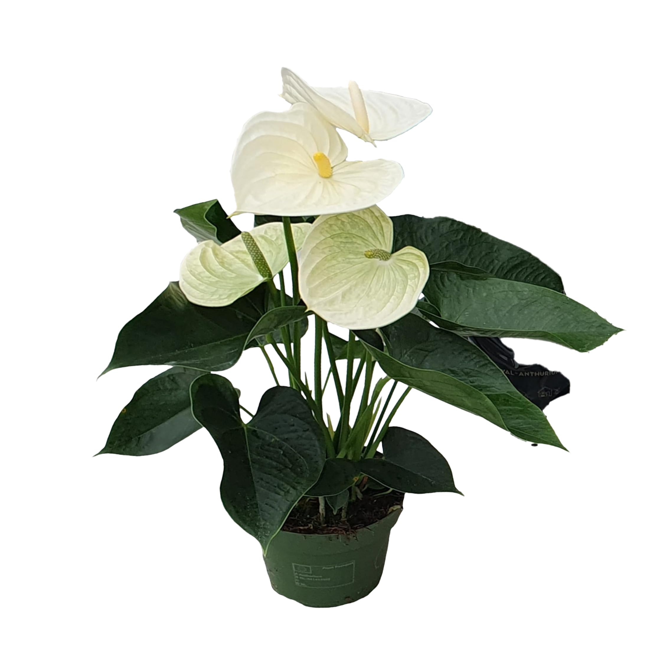 Plant in a Box - Biały anthurium - Zestaw 1 - Anthurium 'Alpine White' - Wysokość 40-55cm - ø 14cm - Roślina doniczkowa kwitnąca - Biały