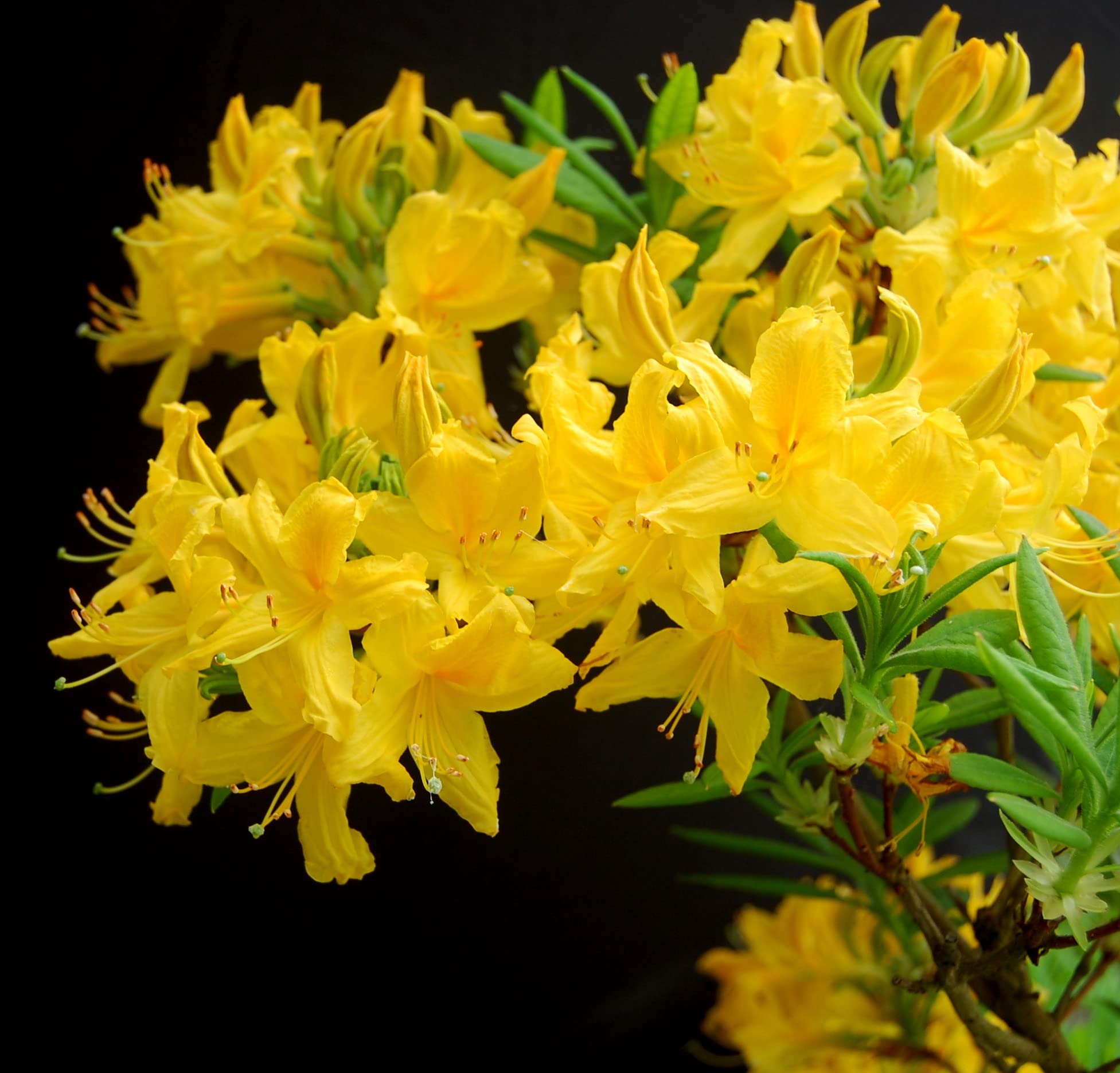 Cloud Farm Live Yellow Azalea Healthy Flower Plant For Home Gardening Yellow Colour Pack of 1 CF_102 (B0BNYGHJKV) Amazon Price History, Amazon Price Tracker