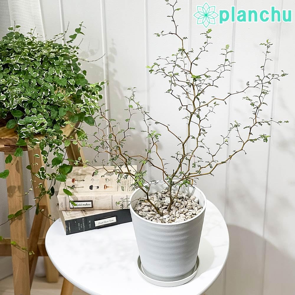 Amazon｜PLANCHU 観葉植物 メルヘンの木 ソフォラ リトルベイビー 5号