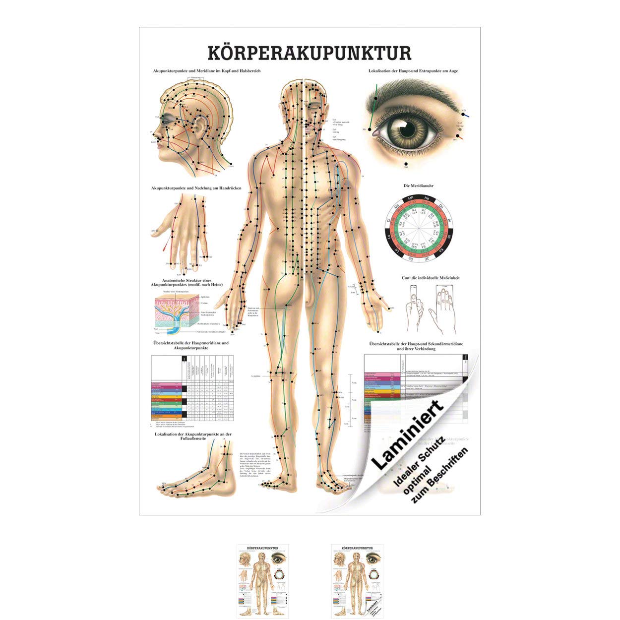 Sport-Tec Körperakupunktur Lehrtafel Anatomie 100x70 cm medizinische Lehrmittel