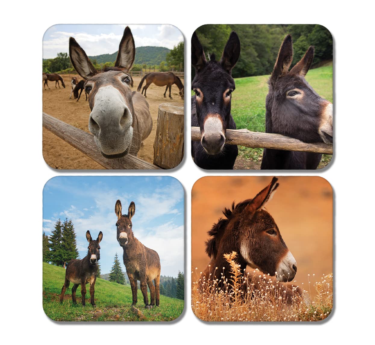 Dv Design Multicolor 4 X Square Funny Donkey Coasters - Animal Equestrian Foal Horse Set Gift #78364