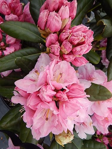 Green Promise Farms Rododendro Scintillation Evergreen, contenedor de 3 tamaños, rosa suave