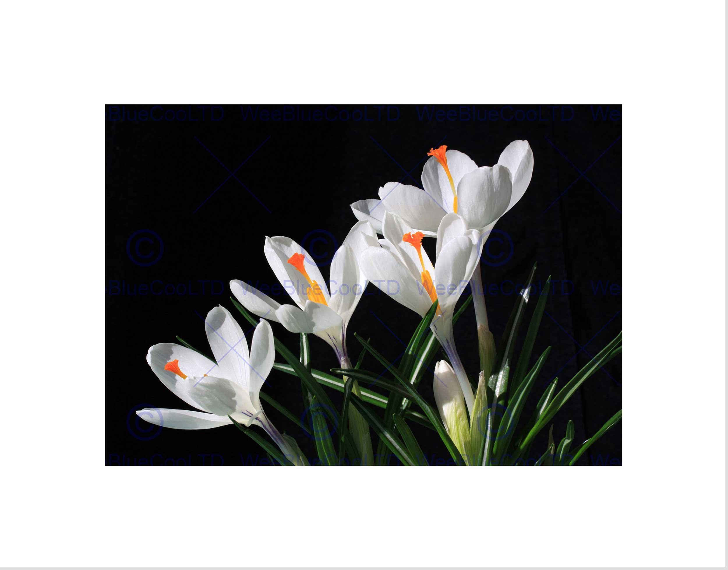 Wee Blue Coo White Flowers Open Bloom Spring Art Picture Wall Art Print