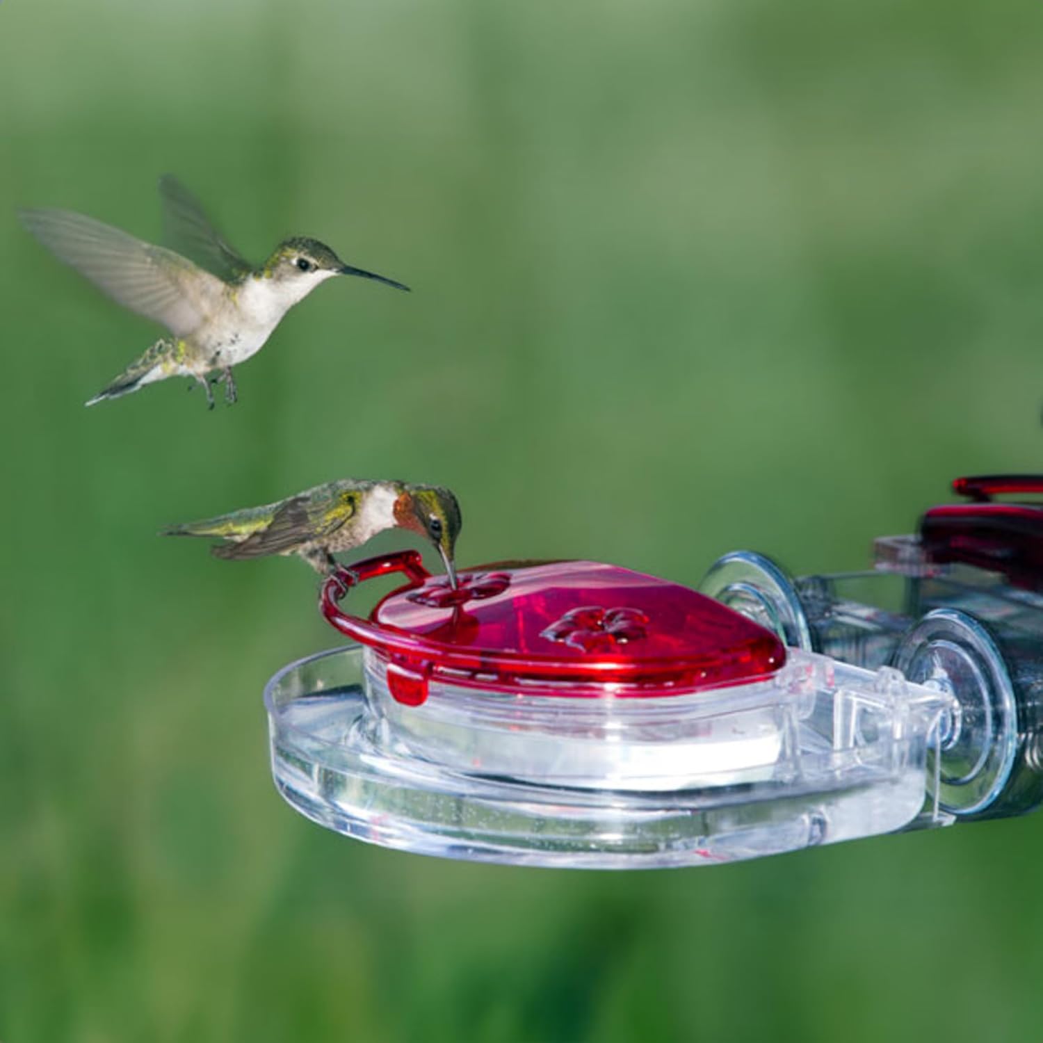 Aspects ASPECTS437 The Gem Window Hummingbird Feeder