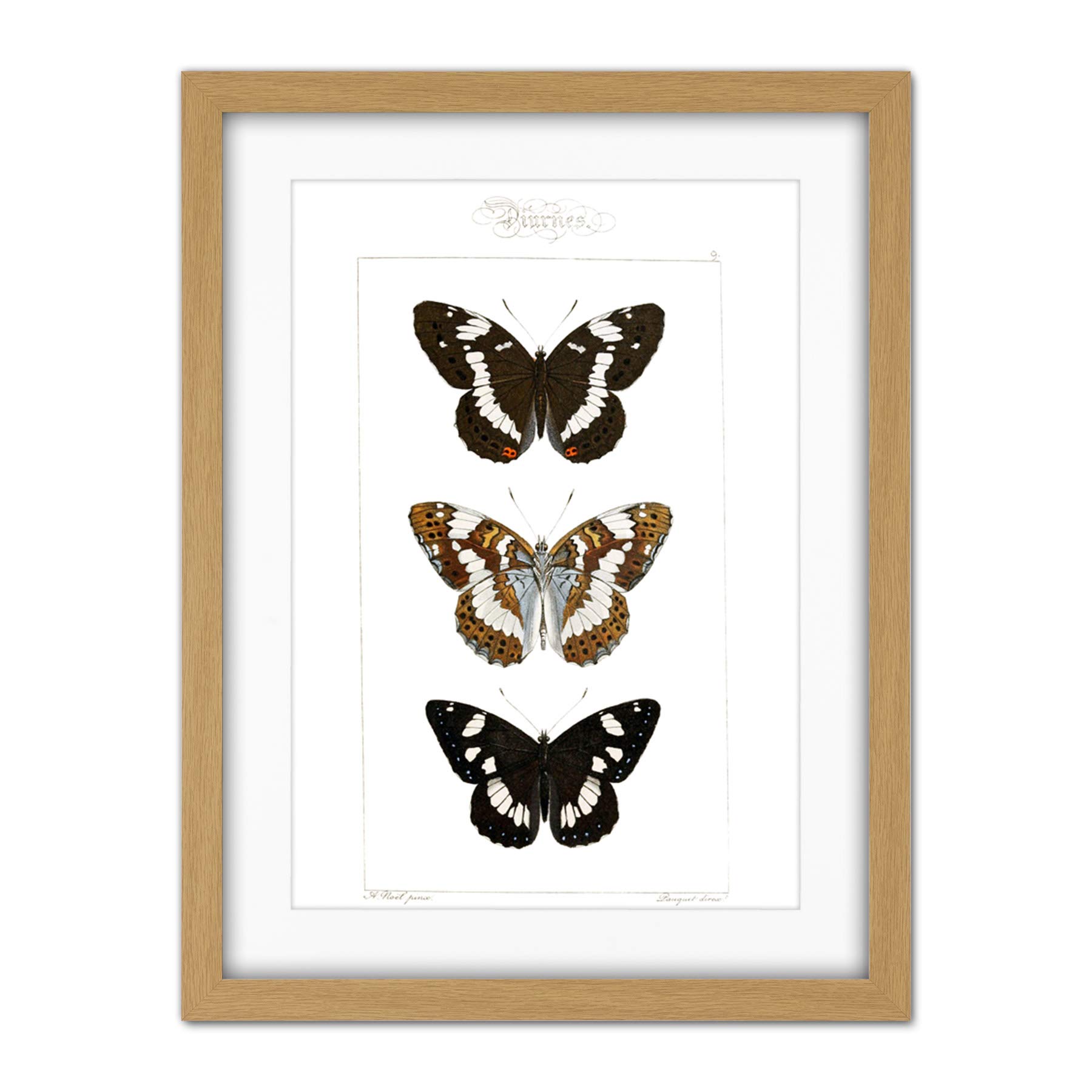 Wee Blue Coo Butterflies Black And Brown Artwork Framed Wall Art Print 18X24 Inch