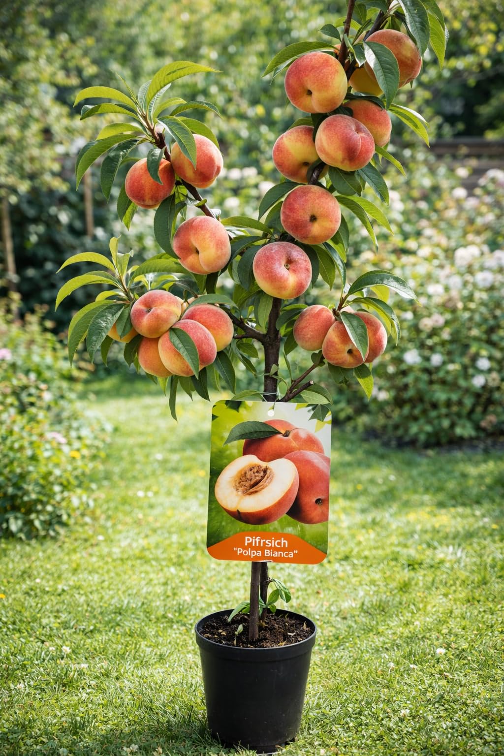 Pfirsichbaum Prunus persica ‘Polpa Bianca’ – weißfleischiger Pfirsich, 100–140 cm, robuster Obstbaum für Garten & Kübel, aromatische Früchte, winterhart, pflegeleicht