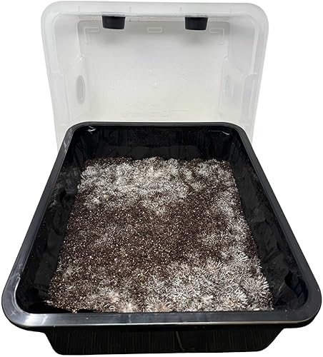 Miniatura 5 de Kit de cultivo de monotub de hongos  Kit completo de cultivo de hongos  para hongos amantes del estiércol  Incluye bolsa esterilizada de grano,