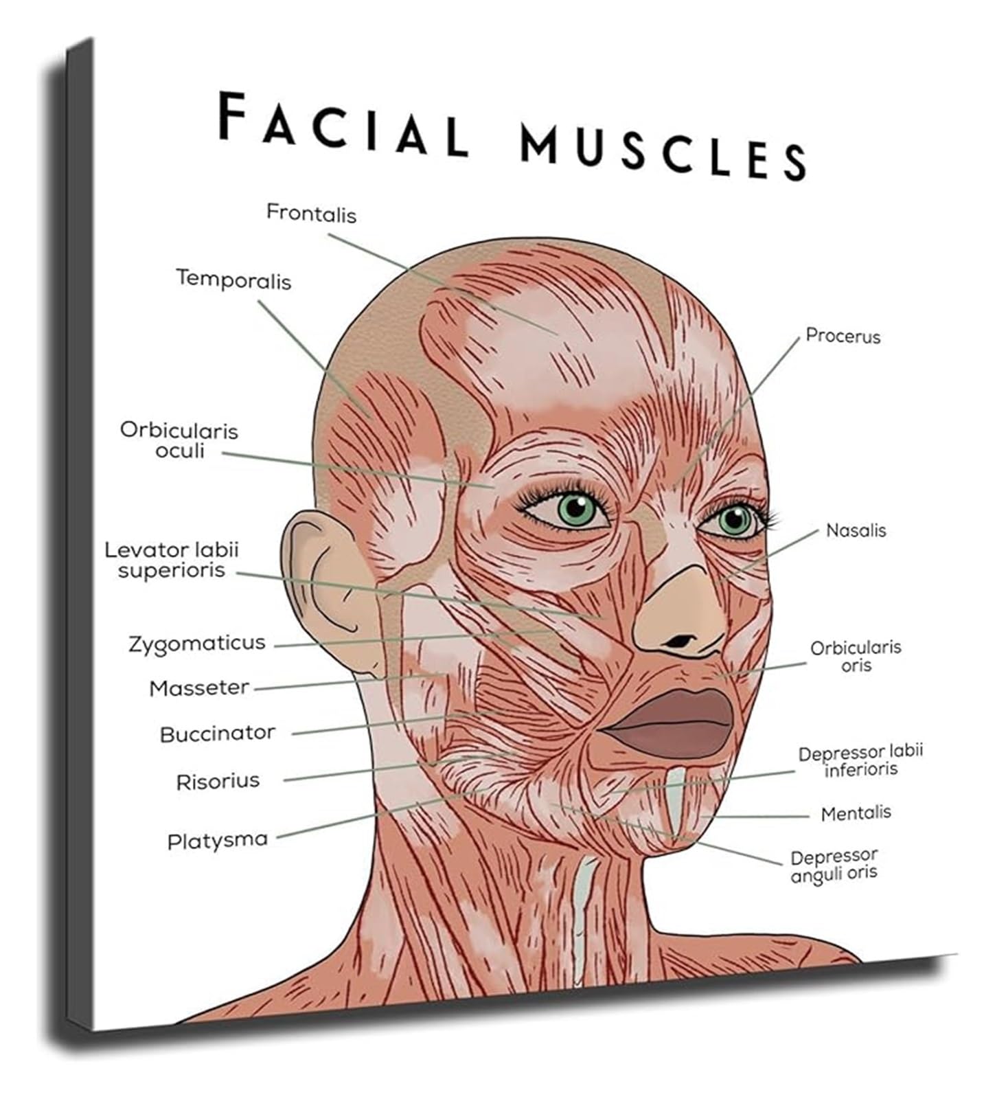 Mdbjtcyzn Unframed Healthcare Anatomy Poster Facial Muscles Study Guide Canvas Wall-Art For Office Bedroom Decor(,12X18inch(30X45cm))