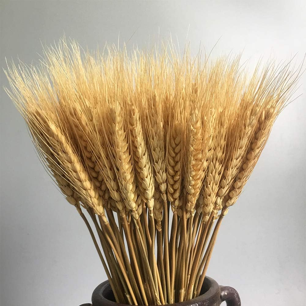 100 Stems Dried Wheat Stalks Dried, Natural Ear of Wheat Grain Flowers for Home Dining Table Flower Arrangement Art Wedding Decoration