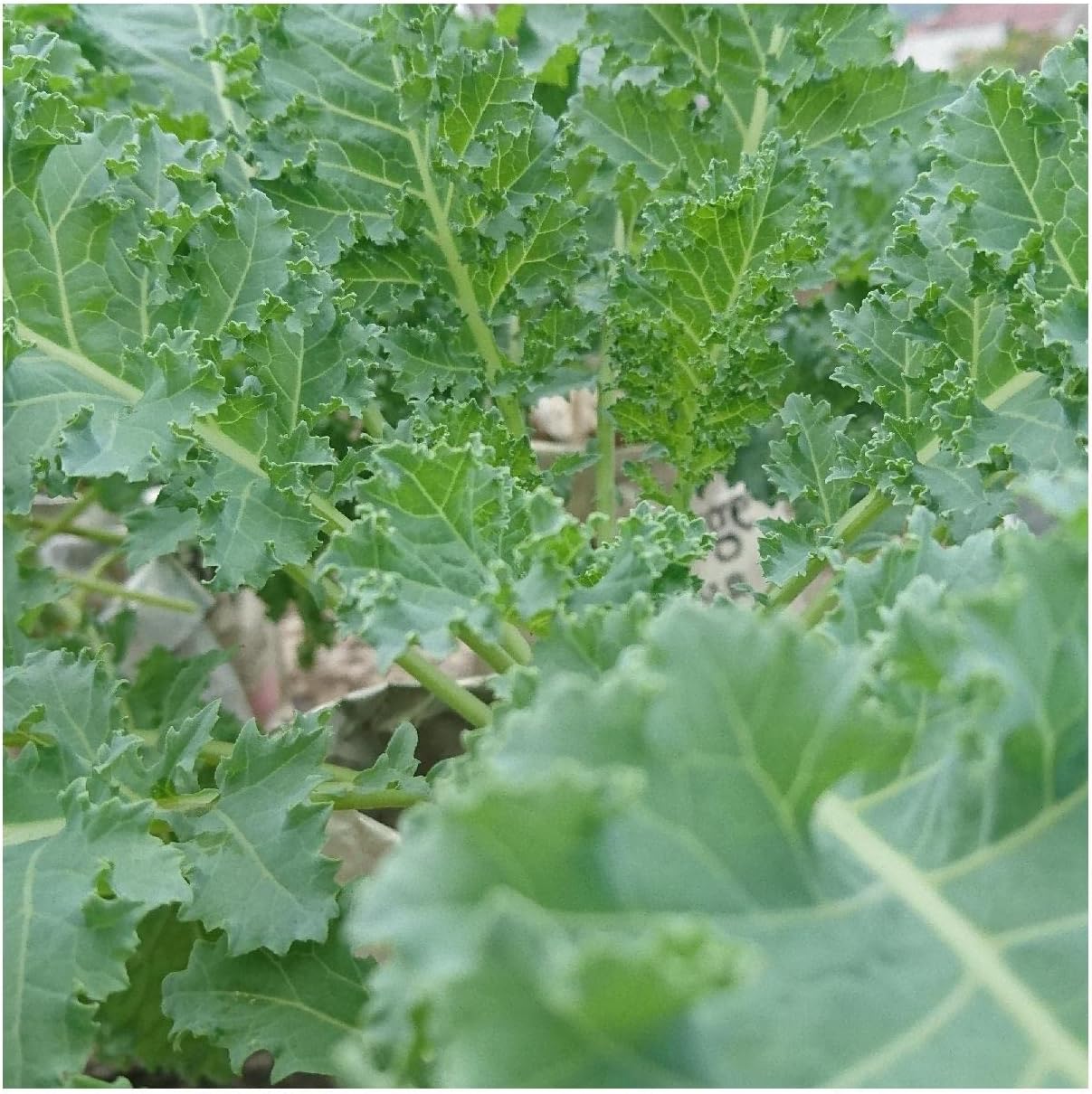 Everwilde Farms - 1 Lb Siberian Kale Seeds - Gold Vault