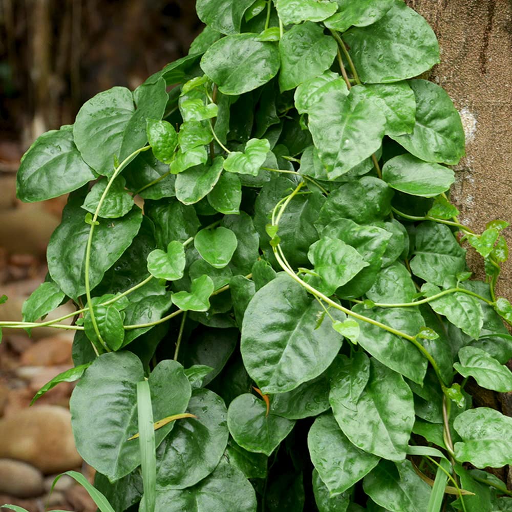 ①「 おかわかめ 」の 苗 3株【 野菜 苗 】 オカワカメ 雲南百薬