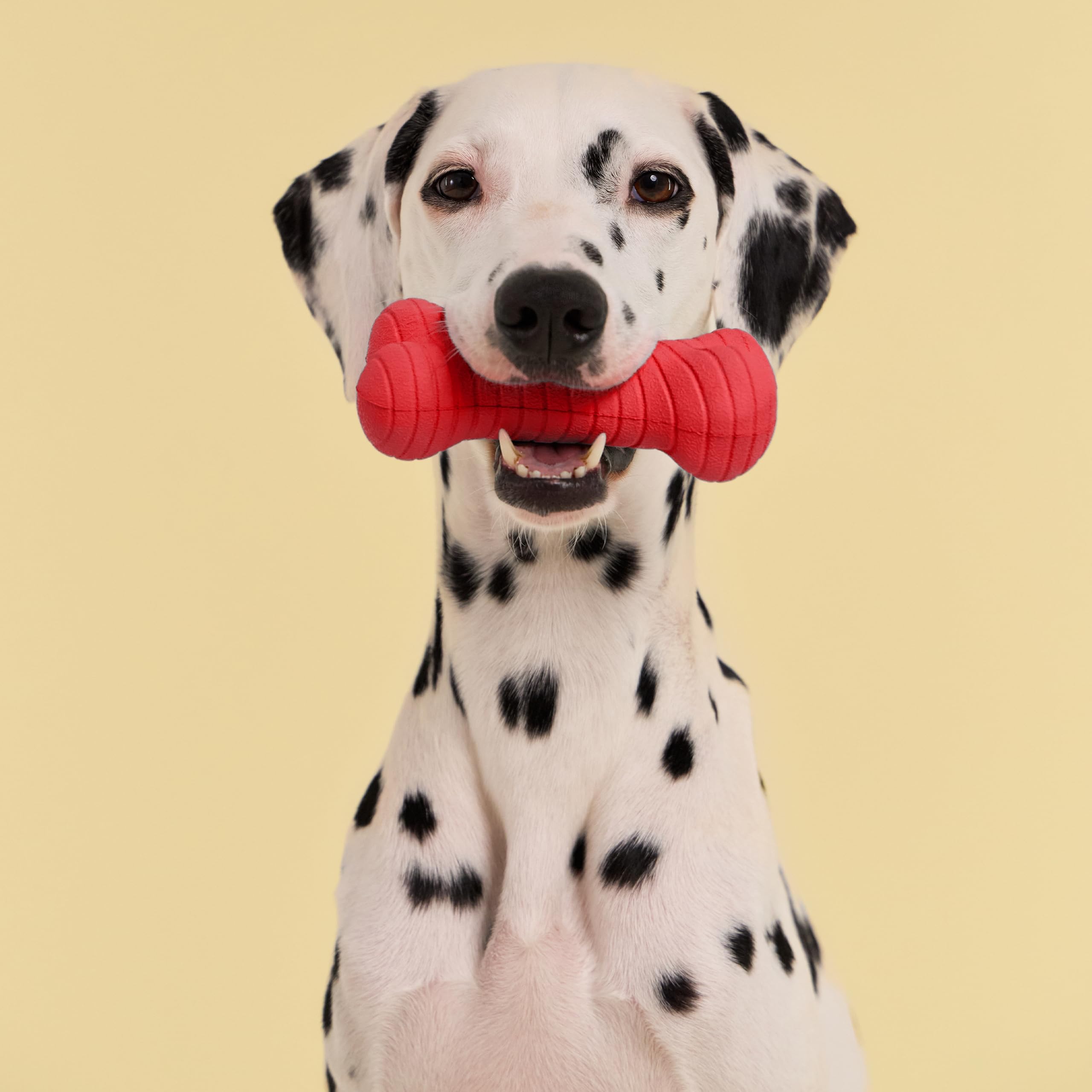Playology Giocattoli per cani Giocattolo da masticare resistente a forma di osso a doppio strato per cani | Giocattolo gigante al profumo di manzo