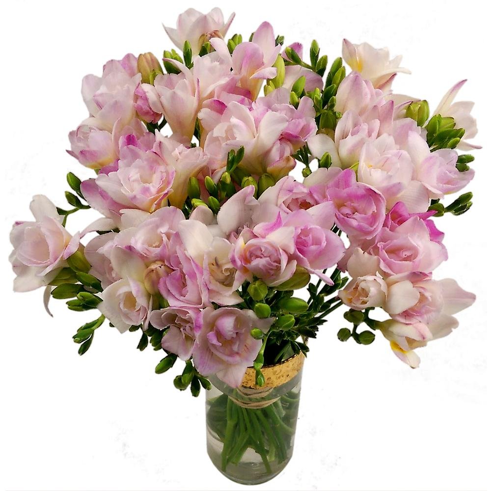 Clare Florist 20 Pretty Pink Freesia Fresh Flower Bouquet - Gorgeous Collection of 20 Pink Freesia Flowers