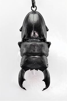 キーホルダー　キューブリック　トラ　KISS THE EARTH キーホルダー キューブリック トラ KISS THE EARTH Blue Rock