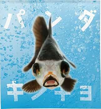 71yas-DLu1L._AC_UF350, 71yas-DLu1L._AC_UF350,