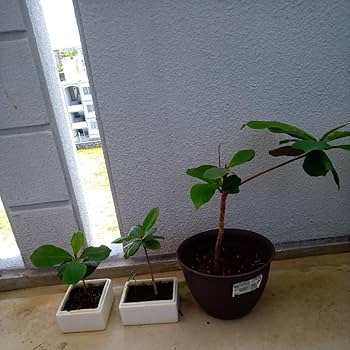 Amazon.co.jp: モモタマナ90日育成1株 屋内様に改良した苗 土