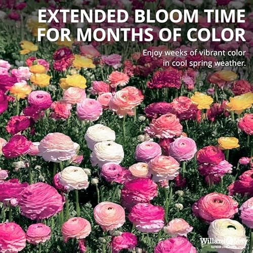 25 Pastel Mixed Ranunculus Bulbs Spring Planting - Buttercup Color Mix Value Bag - Plant in Gardens, Borders & Flowerbeds - Easy to Grow Flowers Bulbs by Willard & May 25 Pastel Mixed Ranunculus Bulbs Spring Planting - Buttercup Color Mix Value Bag - Plant in Gardens, Borders & Flowerbeds - Easy to Grow Flowers Bulbs by Willard & May