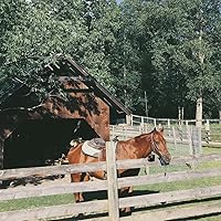 Vista 6 de Campana de metal de 3.7 pulgadas con asa, campana de vaca grande que hace ruido, campanas de animación, campanas de acabado de cobre antiguo ruidoso