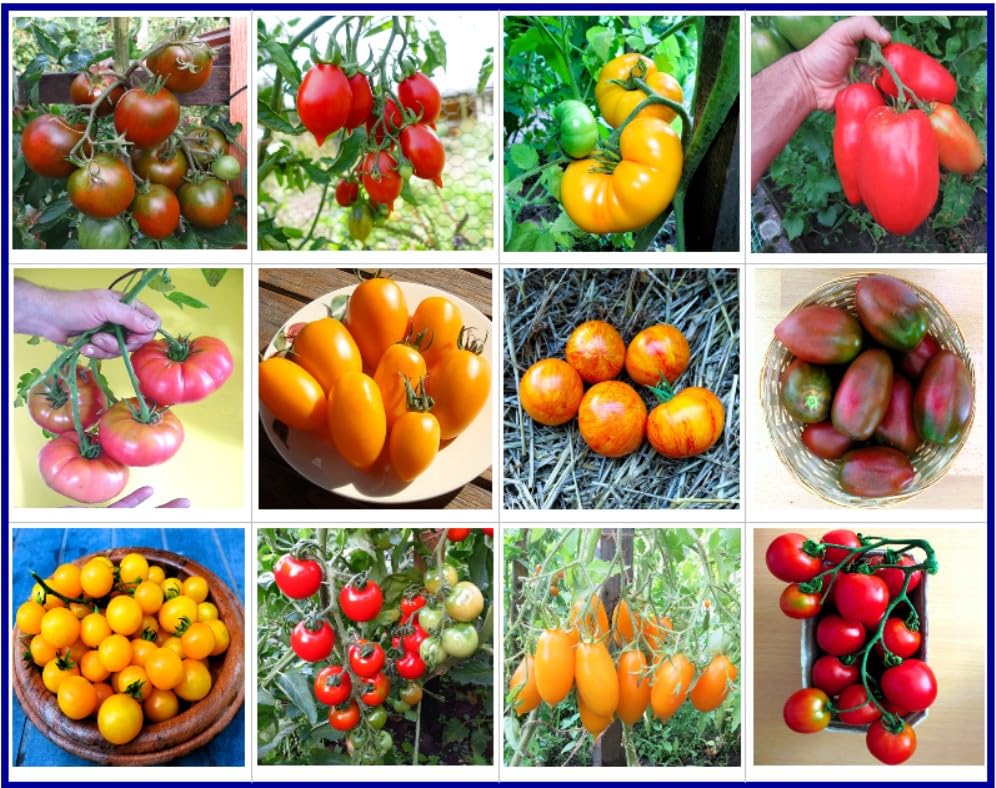 Tomaten Set Kältetolerant - In Deutschland angebaut, Premium Saatgut, ohne Gentechnik und Pestizide, 100% samenfest, diese 12 Tomatensorten sind bestens geeignet für kältere Regionen - Frühe Sorten