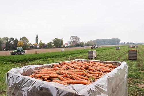 Miniatura 5 de Biotta Zumo de jengibre orgánico de zanahoria y naranja – Jugo 100% vegetal para energía, inmunidad y bienestar – Excelente fuente de nutrientes –