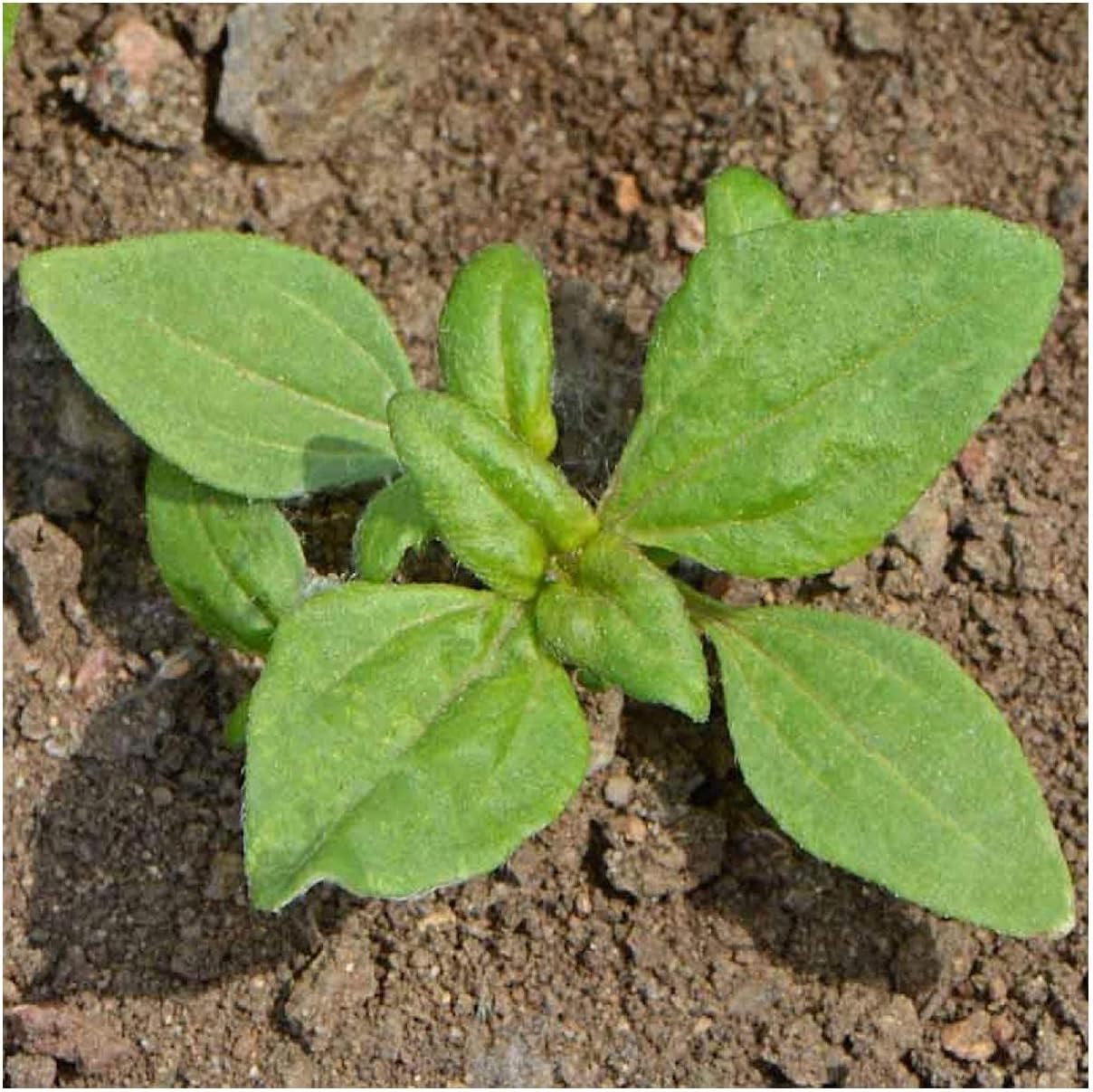 Everwilde Farms - 1/4 Lb Creeping Zinnia Wildflower Seeds - Gold Vault