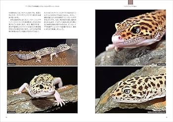 Amazon.co.jp: ヒョウモントカゲモドキ品種図鑑: 飼育前の個体選び