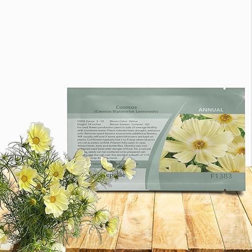 Outsidepride Cosmos Bipannatus Limonada Semillas de jardĂn de flores cortadas amarillas - 100 semillas Outsidepride Cosmos Bipannatus Limonada Semillas de jardĂn de flores cortadas amarillas - 100 semillas