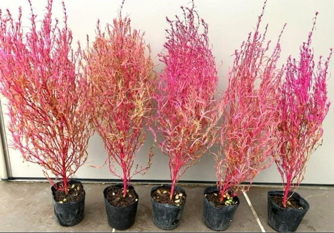 斑入りソテツ 実 苗 4号素焼鉢 * * 南国庭木の通販 | 価格比較ならビカム 斑入りソテツ 実 苗 4号素焼鉢 * * 南国庭木の通販 | 価格比較ならビカム