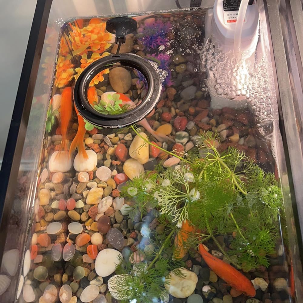 Anelli Alimentazione Pesce Acquario Rotonda Quadrata Guppy Betta Pesci Rossi 2 Pezzi Ventosa