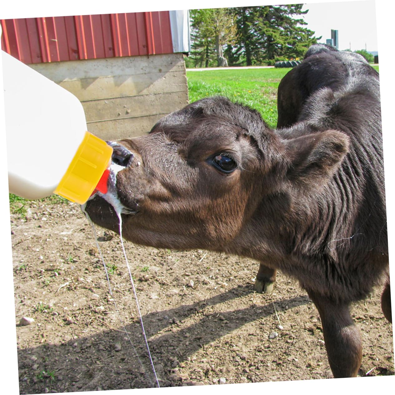 Biberon per Agnelli e Capre 400ml in Pvc, Set 1 con Tettarelle | Anti Perdita, Design del Succhietto Unico, Ricambi Inclusi, Uso in Fattoria e Casa, per Allattamento Animale