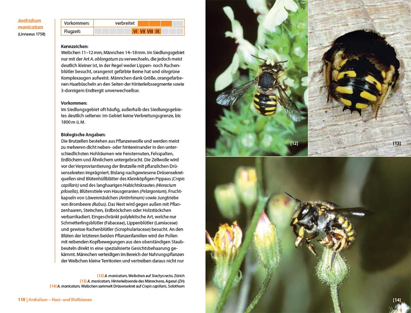 Bienen Mitteleuropas: Gattungen, Lebensweise, Beobachtung