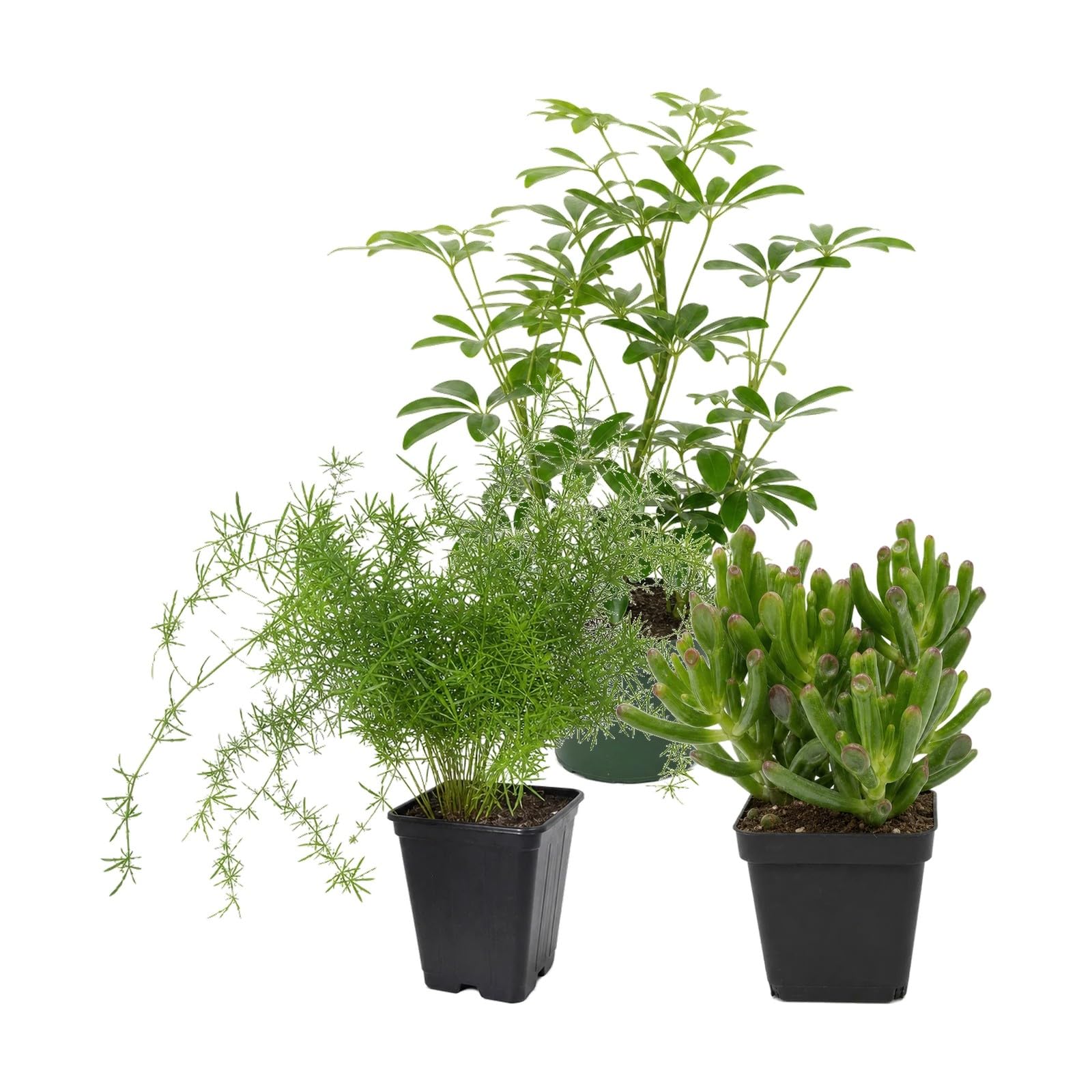 DECOALIVE Pack 3 Plantas: Cheflera Verde, Helecho Espárrago y Jade Gollum