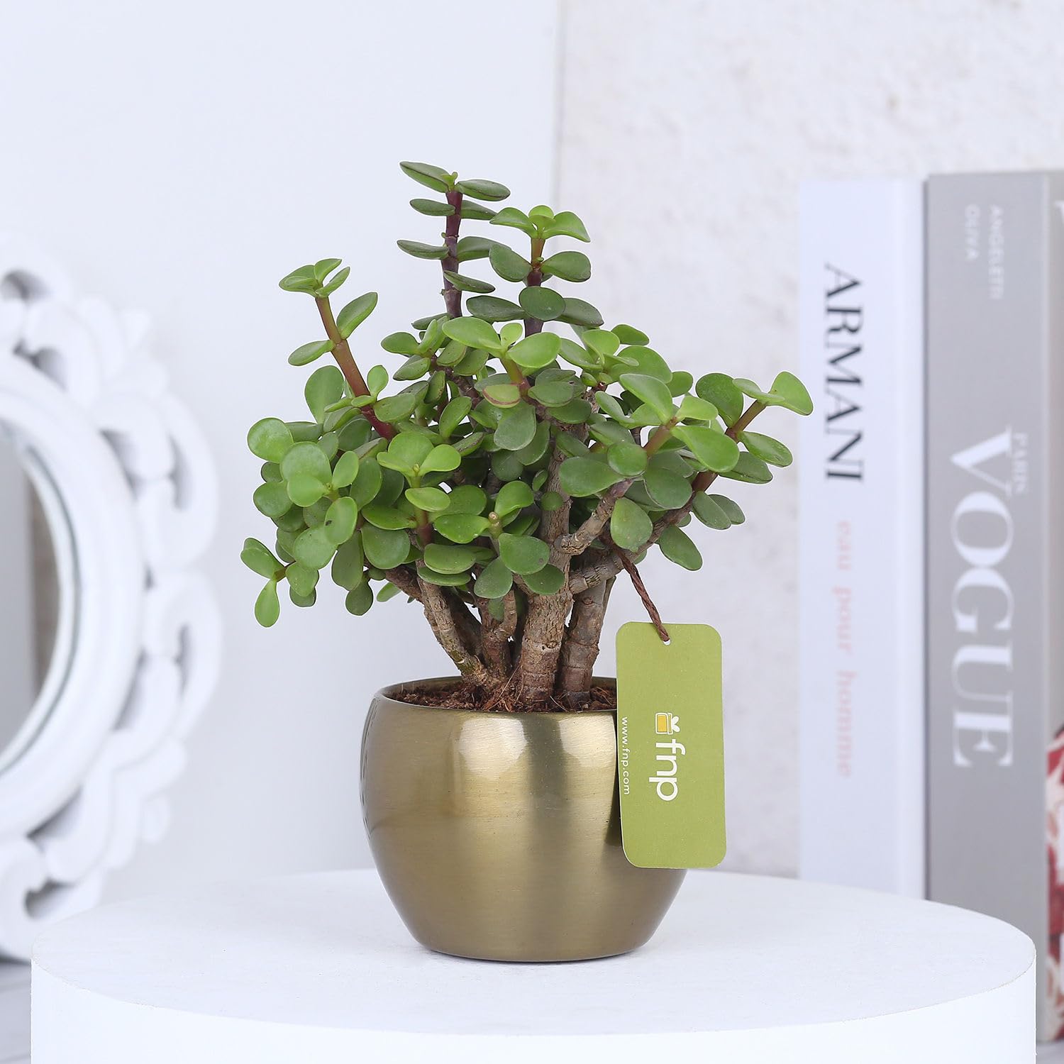 FNP Jade Plant In Gold Tone Metal PotFor House Warming, Anniversary, Birthday, Womens day, Fathers day Giftingfor Diwali Gifting (B0D9D2BTZL) Amazon Price History, Amazon Price Tracker