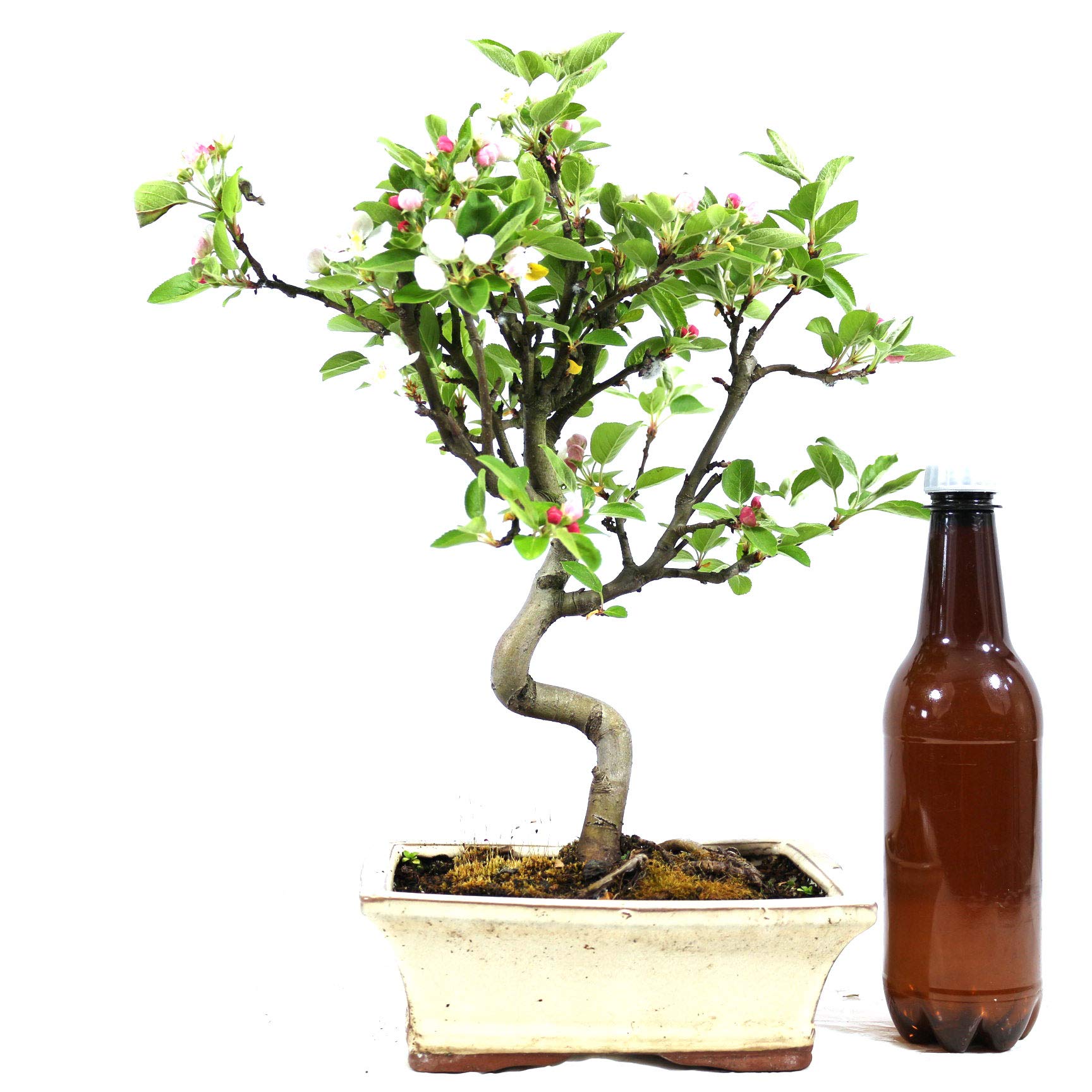 Manzano ornamental, Malus, bonsái para exterior, 8 años, altura 32 cm
