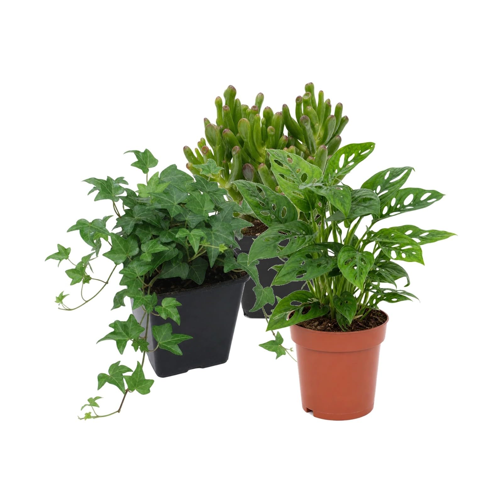 Pack 3 Plantas DECOALIVE: Jade Gollum, Hiedra Verde y Monstera Monkey Mask
