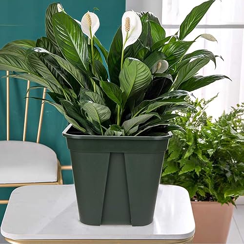 Miniatura 6 de Fasmov Macetas cuadradas de plástico de 7 pulgadas con orificio de drenaje, macetas de jardín para plantas de vivero, macetas de flores con bandejas