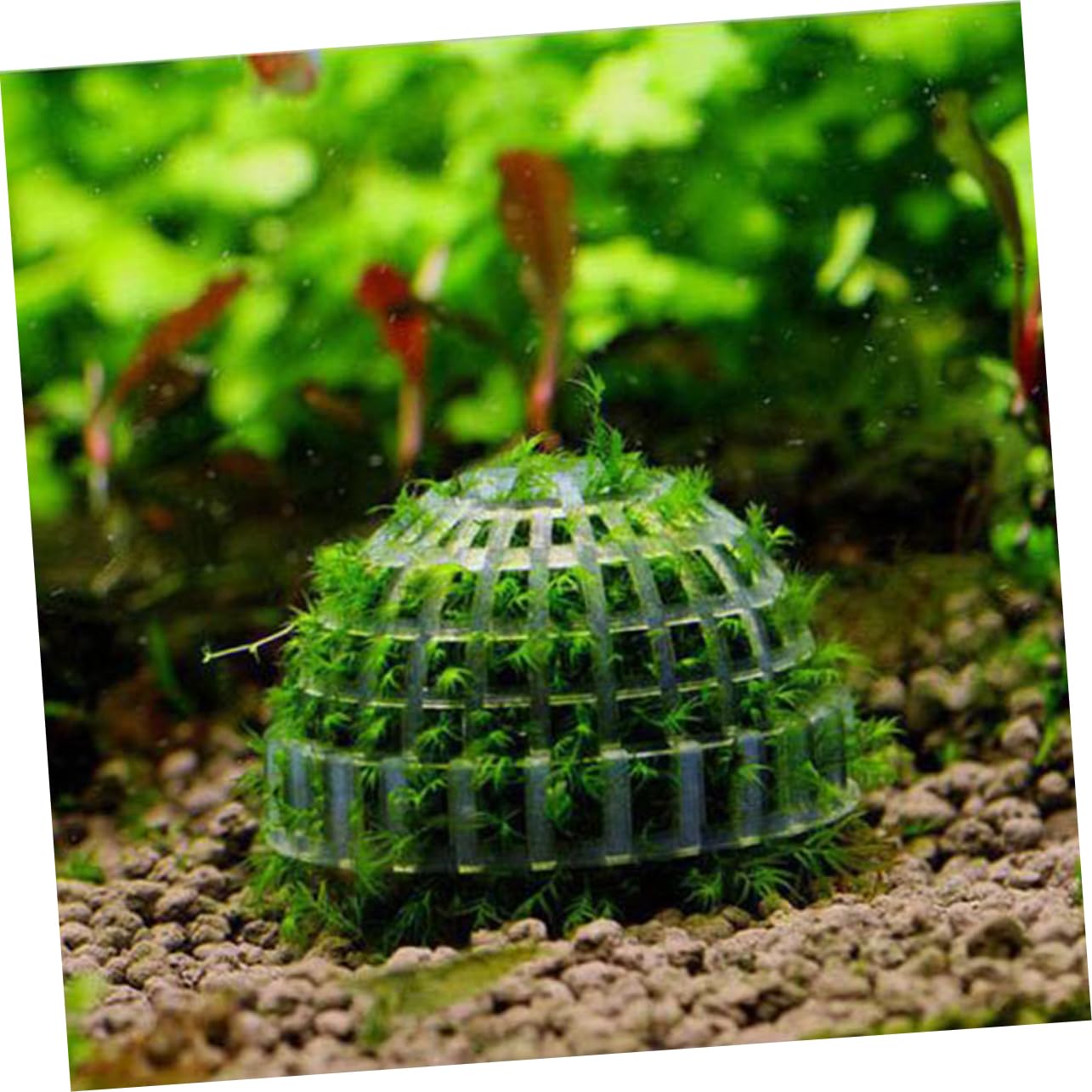 Casa Decorativa per Gamberetti Trasparente Sfera di Muschio in Plastica per Acquari, Struttura a Vite, Purifica L'acqua e Favorisce la Crescita delle Piante Acquatiche